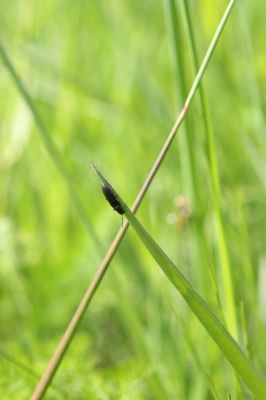 Loučná pod Klínovcem, Háj, 26.5.2012
Hájský kopec. Kovařík Aplotarsus angustulus. 
Mots-clés: Krušné hory Loučná pod Klínovcem Háj Hájský kopec Aplotarsus angustulus