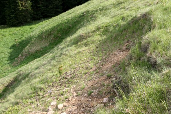 Loučná pod Klínovcem, Háj, 26.5.2012
Sutý svah v údolí Černé vody. Biotop kovaříků Aplotarsus angustulus. 
Klíčová slova: Krušné hory Loučná pod Klínovcem Háj Černá voda Aplotarsus angustulus