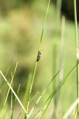 Loučná pod Klínovcem, 26.5.2012
Háj, údolí Černé vody. Kovařík Aplotarsus angustulus. 
Klíčová slova: Krušné hory Loučná pod Klínovcem Háj Černá voda Aplotarsus angustulus