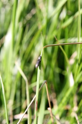 Kovářská, 26.5.2012
Kovařík Aplotarsus incanus.
Klíčová slova: Krušné hory Kovářská městys Aplotarsus incanus