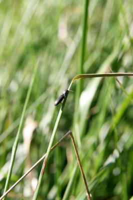 Kovářská, 26.5.2012
Kovařík Aplotarsus incanus.
Klíčová slova: Krušné hory Kovářská městys Aplotarsus incanus