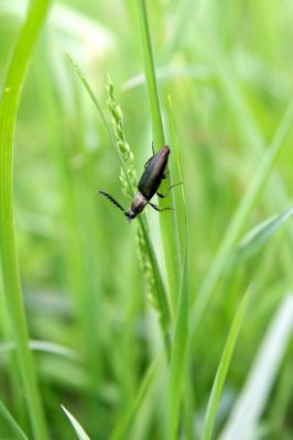 Loučná pod Klínovcem, Háj, 26.5.2012
Luka nad údolím Černé vody. Kovařík Ctenicera pectinicornis. 
Klíčová slova: Krušné hory Loučná pod Klínovcem Háj Ctenicera pectinicornis