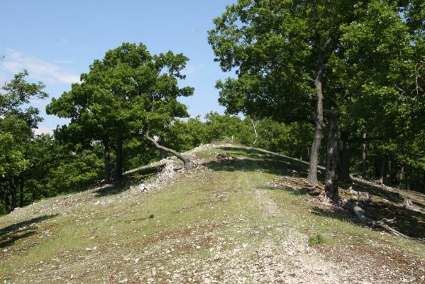 Klátova Nová Ves, 21.5.2016
Tríbeč, vrch Kozlica. 
Klíčová slova: Klátova Nová Ves Tríbeč vrch Kozlica Cardiophorus erichsoni