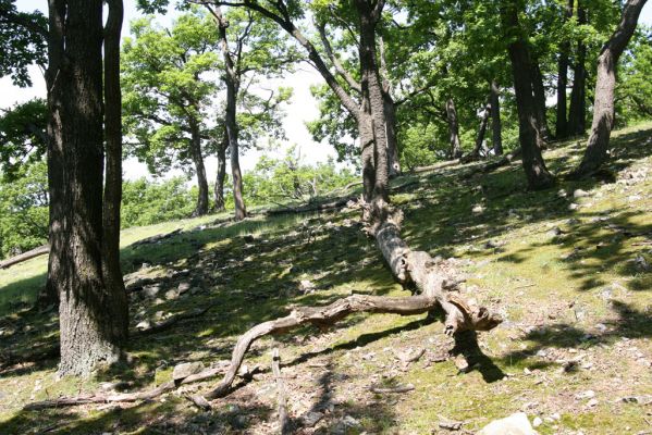 Klátova Nová Ves, 21.5.2016
Tríbeč, vrch Kozlica. 
Schlüsselwörter: Klátova Nová Ves Tríbeč vrch Kozlica