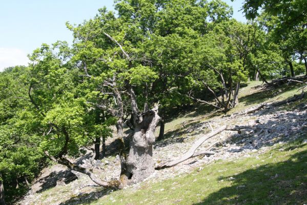 Klátova Nová Ves, 21.5.2016
Tríbeč, vrch Kozlica. 
Klíčová slova: Klátova Nová Ves Tríbeč vrch Kozlica Cardiophorus erichsoni