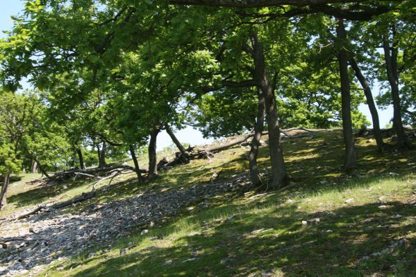 Klátova Nová Ves, 21.5.2016
Tríbeč, vrch Kozlica.
Klíčová slova: Klátova Nová Ves Tríbeč vrch Kozlica