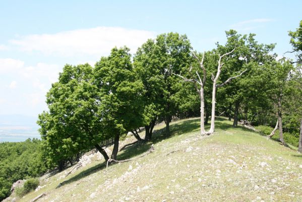 Klátova Nová Ves, 21.5.2016
Tríbeč, vrch Kozlica. 
Klíčová slova: Klátova Nová Ves Tríbeč vrch Kozlica Cardiophorus erichsoni