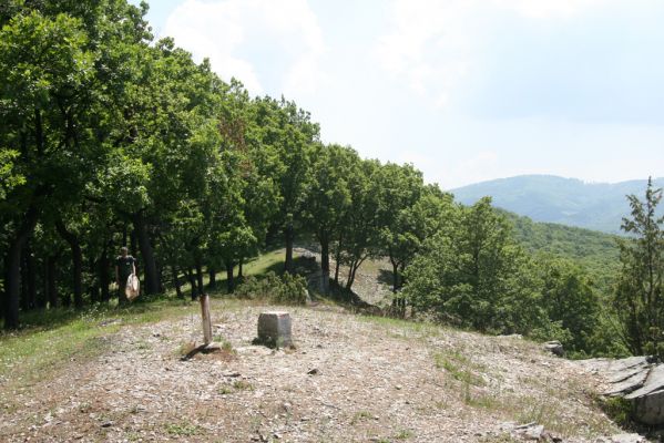 Klátova Nová Ves, 21.5.2016
Tríbeč, vrch Kozlica. 
Klíčová slova: Klátova Nová Ves Tríbeč vrch Kozlica Čepelák Cardiophorus erichsoni