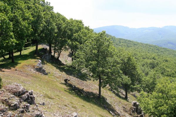 Klátova Nová Ves, 21.5.2016
Tríbeč, vrch Kozlica. 
Klíčová slova: Klátova Nová Ves Tríbeč vrch Kozlica Cardiophorus erichsoni