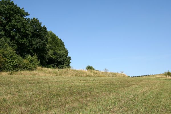 Krabčice, 18.8.2008
Mez nad obcí Krabčice. Pohled k vrcholu kopce.
Keywords: Krabčice step