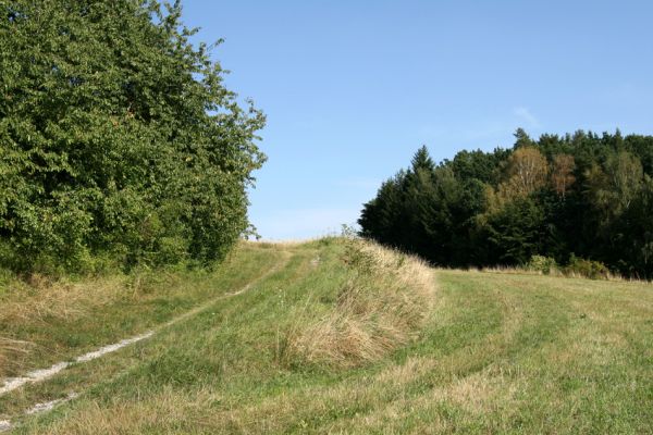 Krabčice, 18.8.2008
Mez nad obcí Krabčice. Pohled k vrcholu kopce.
Keywords: Krabčice step