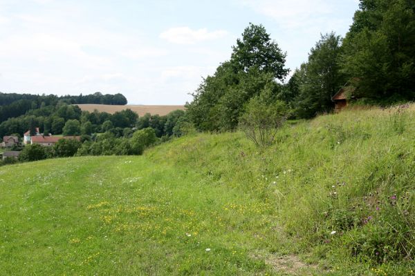 Krabčice, 21.7.2009
Stepní vegetace na mezi na kopci východně od vsi.
Klíčová slova: Krabčice Agriotes gallicus