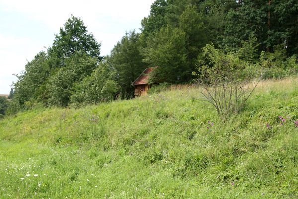 Krabčice, 21.7.2009
Stepní vegetace na mezích na kopci východně od vsi.
Mots-clés: Krabčice Agriotes gallicus