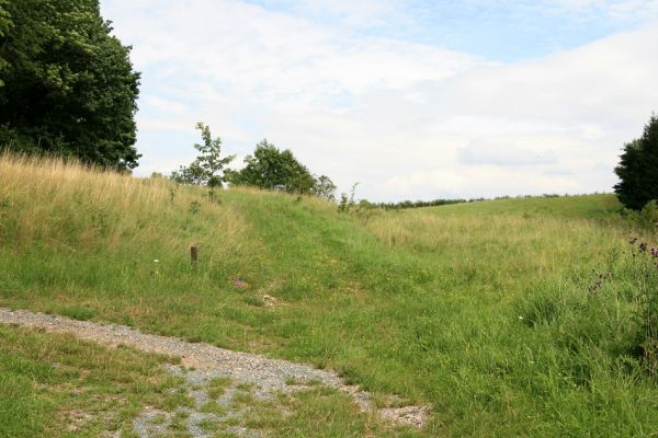 Krabčice, 21.7.2009
Stepní vegetace na mezích na kopci východně od vsi.
Klíčová slova: Krabčice Agriotes gallicus