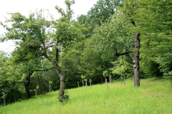 Krabčice, 21.7.2009
Třešeň v sadu na kopci východně od vsi.
Klíčová slova: Krabčice Anthaxia candens