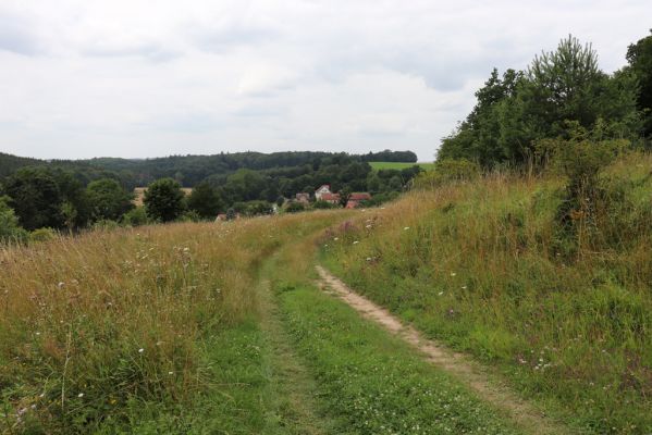 Dolany, Krabčice, 22.7.2021
Mez a polní cesta na svahu nad obcí se suchými trávníky. 
Schlüsselwörter: Dolany Krabčice Agriotes gallicus