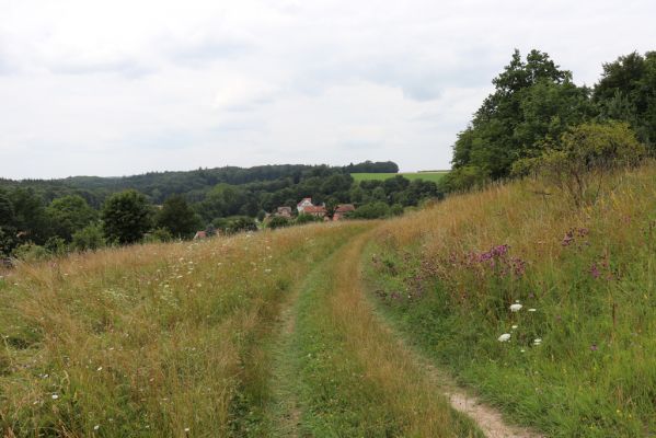 Dolany, Krabčice, 22.7.2021
Mez a polní cesta na svahu nad obcí se suchými trávníky. 
Keywords: Dolany Krabčice Agriotes gallicus