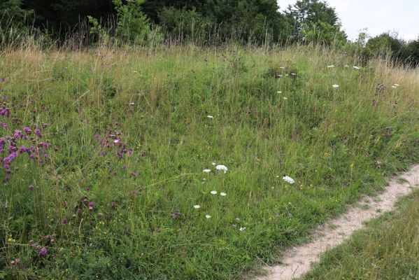 Dolany, Krabčice, 22.7.2021
Mez a polní cesta na svahu nad obcí se suchými trávníky. 
Klíčová slova: Dolany Krabčice Agriotes gallicus