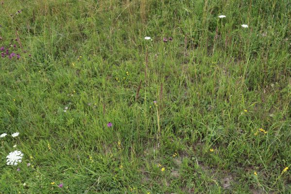 Dolany, Krabčice, 22.7.2021
Mez a polní cesta na svahu nad obcí se suchými trávníky. 
Keywords: Dolany Krabčice Agriotes gallicus