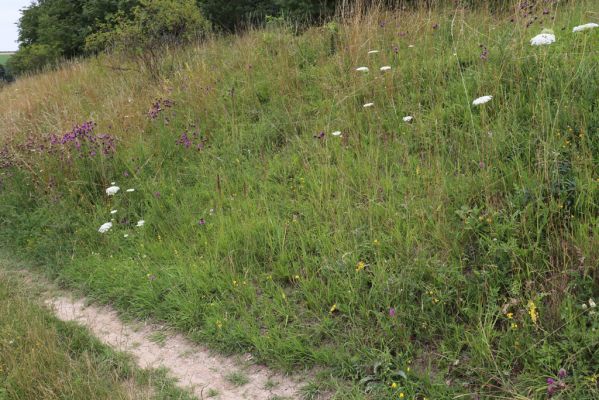 Dolany, Krabčice, 22.7.2021
Mez a polní cesta na svahu nad obcí se suchými trávníky. 
Klíčová slova: Dolany Krabčice Agriotes gallicus