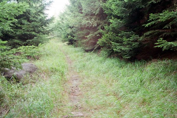 Králický Sněžník, 29.8.2004
Chodník od Sněžné chaty do údolí.
Klíčová slova: Králický Sněžník Athous subfuscus
