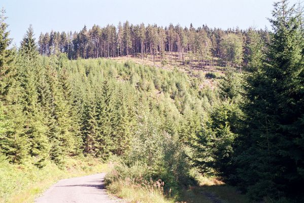 Králický Sněžník, 29.8.2004
Úpatí jižního svahu Králického Sněžníku. Biotop kovaříka Danosoma fasciata.
Klíčová slova: Králický Sněžník Danosoma fasciata