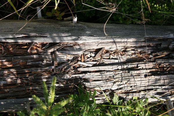 Králický Sněžník, 27.8.2008
Hřbet Koňského hřbetu. Trouchnivý kmen smrku osídlený kovaříky Danosoma fasciata.



Klíčová slova: Králický Sněžník Koňský hřbet Danosoma fasciata