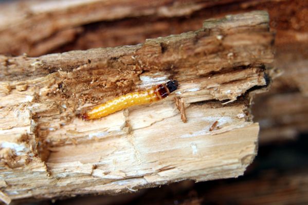 Králický Sněžník, 27.8.2008
Trouchnivý pařez smrku na úpatí jižního svahu Králického Sněžníku. Larva kovaříka Danosoma fasciata.



Klíčová slova: Králický Sněžník Danosoma fasciata