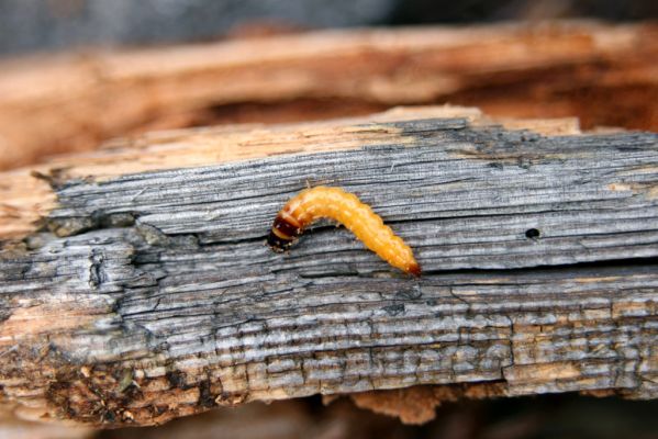 Králický Sněžník, 27.8.2008
Trouchnivý pařez smrku na úpatí jižního svahu Králického Sněžníku. Larva kovaříka Danosoma fasciata.
Klíčová slova: Králický Sněžník Danosoma fasciata