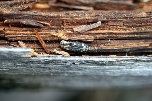 Králický Sněžník, 27.8.2008
Trouchnivý pařez smrku na úpatí jižního svahu Králického Sněžníku. Kovařík Danosoma fasciata.
Klíčová slova: Králický Sněžník Danosoma fasciata