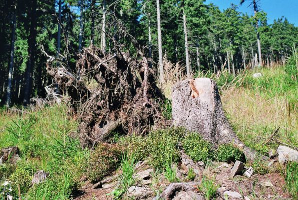Králický Sněžník, 29.8.2005
Smrkový pařez na holoseči na západním svahu pod Sněžnou chatou. Biotop kovaříka Danosoma fasciata.
Klíčová slova: Králický Sněžník Sněžná chata Danosoma fasciata