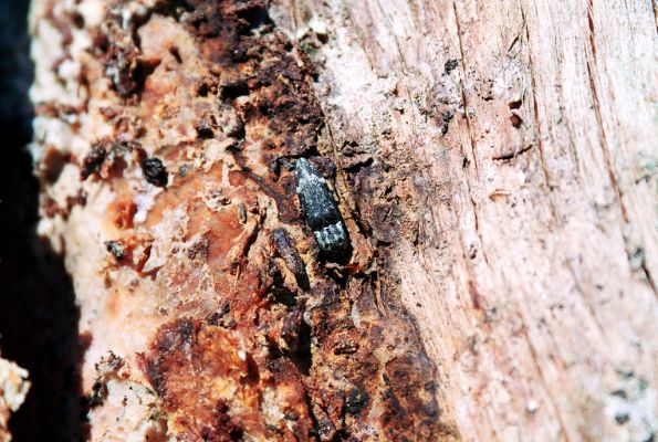 Králický Sněžník, 29.8.2005
Smrkový pařez na holoseči na západním svahu pod Sněžnou chatou. Kovařík Danosoma fasciata.



Klíčová slova: Králický Sněžník Sněžná chata Danosoma fasciata