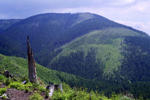 Králický Sněžník, 30.5.2002
Trouchnivý pahýl smrku na úpatí jižního svahu Králického Sněžníku. Biotop kovaříka Danosoma fasciata. V pozadí vrch Uhliska.



Klíčová slova: Králický Sněžník Danosoma fasciata Dendrophagus crenatus