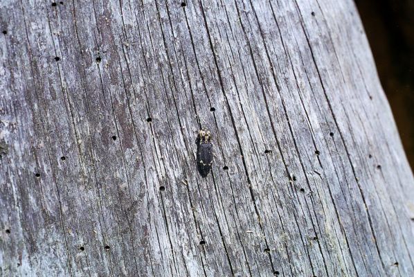 Králický Sněžník, 30.5.2002
Trouchnivý pařez smrku na úpatí jižního svahu Králického Sněžníku. Kovařík Danosoma fasciata.
Klíčová slova: Králický Sněžník Danosoma fasciata