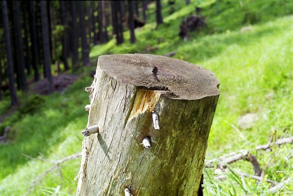 Králický Sněžník, 30.5.2002
Smrkový pařez na holoseči na západním svahu pod Sněžnou chatou. Biotop kovaříka Danosoma fasciata.

Klíčová slova: Králický Sněžník Sněžná chata Danosoma fasciata