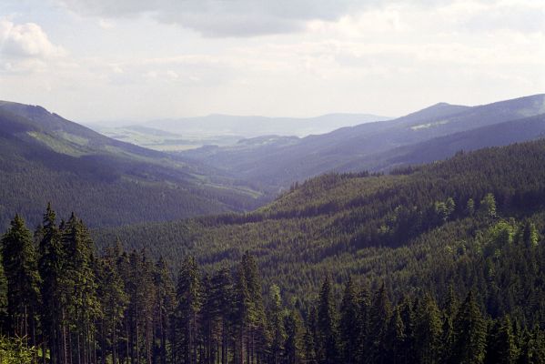 Králický Sněžník, 30.5.2002
Pohled z holoseče pod Sněžnou chatou do údolí Moravy.
Klíčová slova: Králický Sněžník Sněžná chata