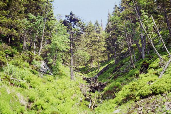 Králický Sněžník, 3.6.2002
Potok na západním svahu mezi Slamníkem a Podbělkou.
Klíčová slova: Králický Sněžník Slamník Podbělka