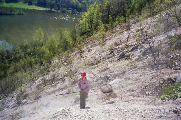 Kraľovany, 30.4.2001
Bývalý lom na východních svazích Kraľovianskeho meandru. Biotop kovaříků Ctenicera virens a Anostirus gracilicollis.



Klíčová slova: Kraľovany Kraľoviansky meander Ctenicera virens Anostirus gracilicollis Josef Mertlik