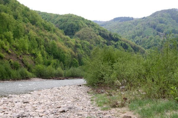 Teresva, 30.4.2009
Písčité a štěrkové náplavy na břehu Teresvy u obce Krasna. Biotop kovaříků Cidnopus aeruginosus, Zorochros dermestoides a Z. meridionalis. 
Keywords: Krasna Teresva Cidnopus aeruginosus Zorochros dermestoides meridionalis