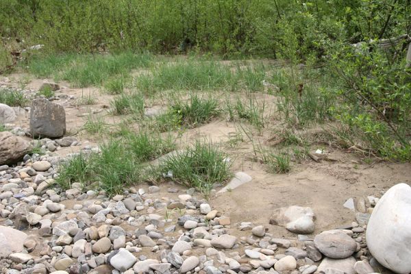 Teresva, 30.4.2009
Písčité a štěrkové náplavy na břehu Teresvy u obce Krasna. Biotop kovaříků Cidnopus aeruginosus, Zorochros dermestoides a Z. meridionalis. 
Klíčová slova: Krasna Teresva Cidnopus aeruginosus Zorochros dermestoides meridionalis