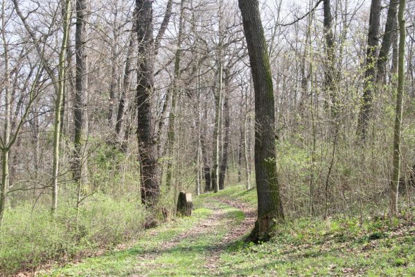 Krásný Dvůr, 9.4.2017
Zámecký park, údolí Lesky u obce Brody 
Mots-clés: Krásný Dvůr zámecký park