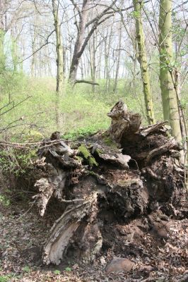 Krásný Dvůr, 9.4.2017
Zámecký park, údolí Lesky u obce Brody Padlý topol.
Klíčová slova: Krásný Dvůr zámecký park Ischnodes sanguinicollis