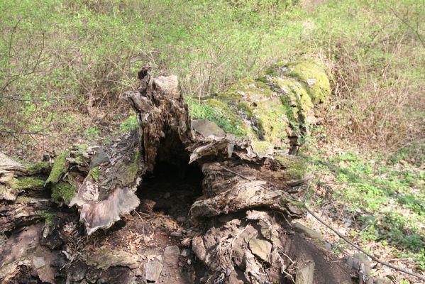 Krásný Dvůr, 9.4.2017
Zámecký park, údolí Lesky u obce Brody Padlý topol.
Klíčová slova: Krásný Dvůr zámecký park Ischnodes sanguinicollis