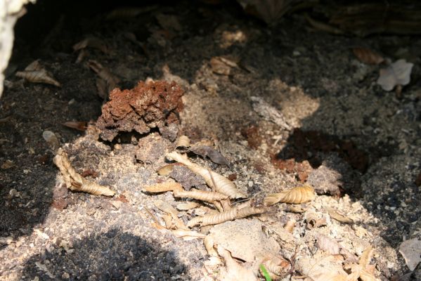 Krásný Dvůr, 9.4.2017
Zámecký park, údolí Lesky u obce Brody Padlý topol - dutina osídlená kovaříky Ischnodes sanguinicollis.
Klíčová slova: Krásný Dvůr zámecký park Ischnodes sanguinicollis