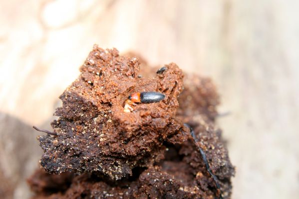 Krásný Dvůr, 9.4.2017
Zámecký park, údolí Lesky u obce Brody Kovařík Ischnodes sanguinicollis.
Klíčová slova: Krásný Dvůr zámecký park Ischnodes sanguinicollis