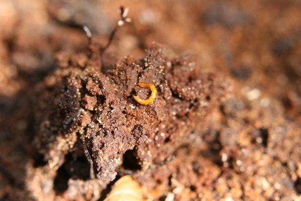 Krásný Dvůr, 9.4.2017
Zámecký park, údolí Lesky u obce Brody. Larva kovaříka Ischnodes sanguinicollis.
Schlüsselwörter: Krásný Dvůr zámecký park Ischnodes sanguinicollis