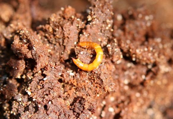 Krásný Dvůr, 9.4.2017
Zámecký park, údolí Lesky u obce Brody Larva kovaříka Ischnodes sanguinicollis.
Klíčová slova: Krásný Dvůr zámecký park Ischnodes sanguinicollis