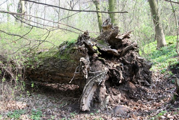 Krásný Dvůr, 9.4.2017
Zámecký park, údolí Lesky u obce Brody Padlý topol.
Klíčová slova: Krásný Dvůr zámecký park Ischnodes sanguinicollis