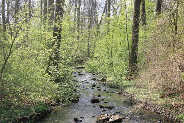 Krásný Dvůr, 9.4.2017
Zámecký park, potok Leska u obce Brody.
Klíčová slova: Krásný Dvůr zámecký park