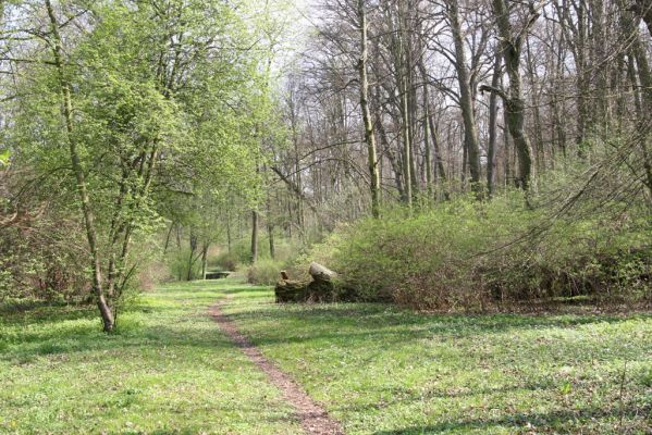 Krásný Dvůr, 9.4.2017
Zámecký park, údolí Lesky u obce Brody.
Klíčová slova: Krásný Dvůr zámecký park